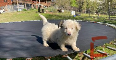 Corgi Aussie Mix Puppies