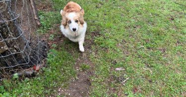 Corgi Aussie Mix Puppies