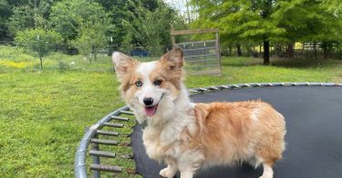 Corgi Aussie Mix Puppies
