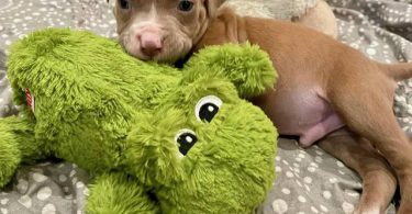 Cute American Staffordshire Terrier puppies