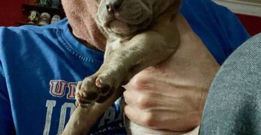 Cute American Staffordshire Terrier puppies
