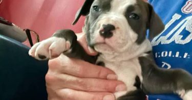 Cute American Staffordshire Terrier puppies
