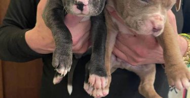 Cute American Staffordshire Terrier puppies