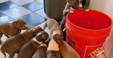 Cute American Staffordshire Terrier puppies