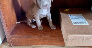 Cute American Staffordshire Terrier puppies