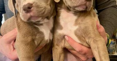 Cute American Staffordshire Terrier puppies