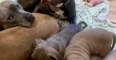 Cute American Staffordshire Terrier puppies