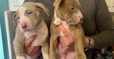 Cute American Staffordshire Terrier puppies