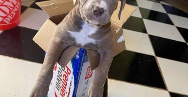 Cute American Staffordshire Terrier puppies