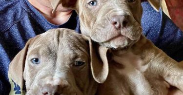 Cute American Staffordshire Terrier puppies