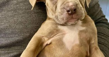 Cute American Staffordshire Terrier puppies