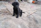 Limited time offer cheap purebred Lab puppies