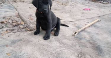 Limited time offer cheap purebred Lab puppies