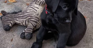 Limited time offer cheap purebred Lab puppies