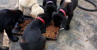 Limited time offer cheap purebred Lab puppies
