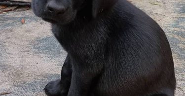 Limited time offer cheap purebred Lab puppies