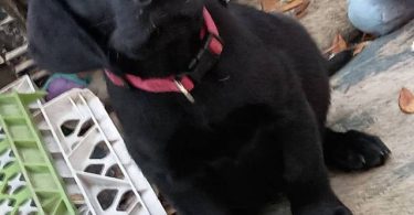 Limited time offer cheap purebred Lab puppies