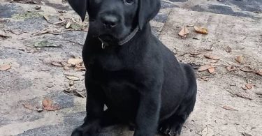 Limited time offer cheap purebred Lab puppies