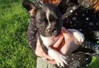 Black and white Frenchton pups