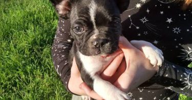 Black and white Frenchton pups
