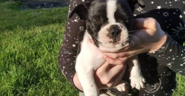 Black and white Frenchton pups
