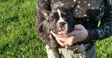 Black and white Frenchton pups