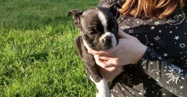 Black and white Frenchton pups