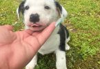 2 Aussiedor puppies available