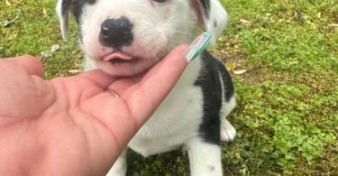 2 Aussiedor puppies available