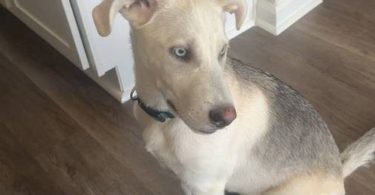 Male Labsky puppy needs a good home