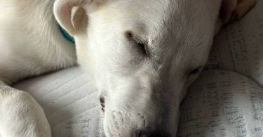 Male Labsky puppy needs a good home