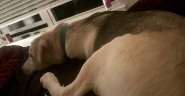 Male Labsky puppy needs a good home