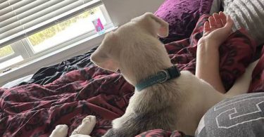 Male Labsky puppy needs a good home
