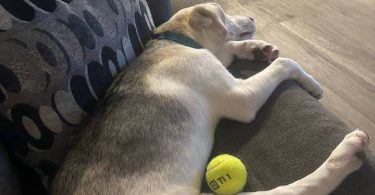 Male Labsky puppy needs a good home