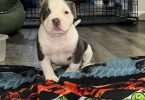 ABKC XL Bully puppies for sale