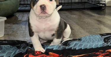 ABKC XL Bully puppies for sale
