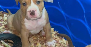 ABKC XL Bully puppies for sale