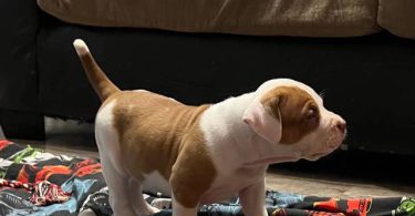 ABKC XL Bully puppies for sale