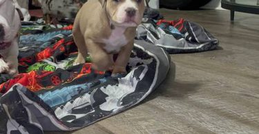 ABKC XL Bully puppies for sale