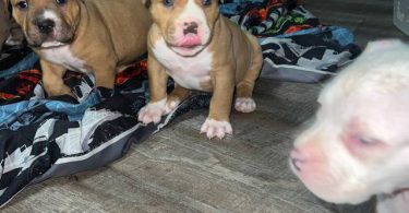 ABKC XL Bully puppies for sale