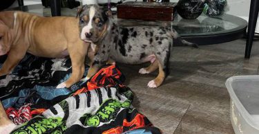 ABKC XL Bully puppies for sale