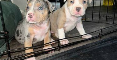ABKC XL Bully puppies for sale