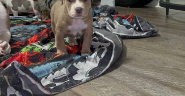 ABKC XL Bully puppies for sale