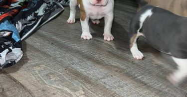 ABKC XL Bully puppies for sale