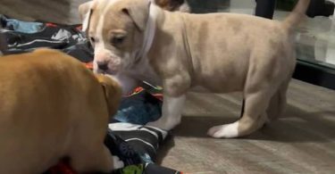 ABKC XL Bully puppies for sale