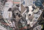 2 Pitbull pups for a loving home