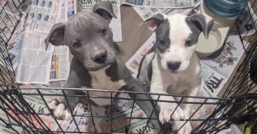 2 Pitbull pups for a loving home
