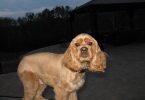 8 months old Cocker Spaniel