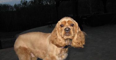 8 months old Cocker Spaniel