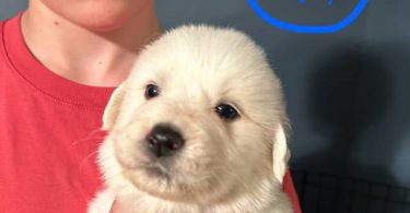 Great Pyrenees puppies ready for adoption